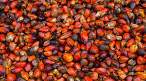 How Releaf Nigeria Is Revolutionizing Palm Oil Processing