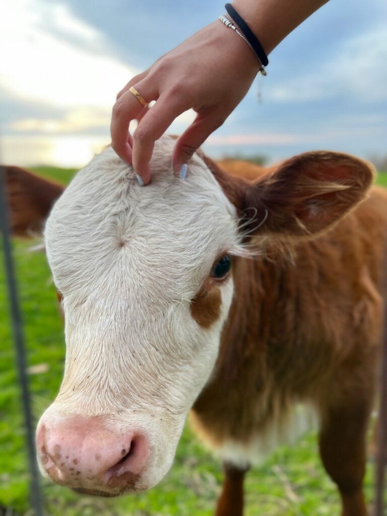 Why Perfect Day’s Dairy Is Completely Lactose-Free