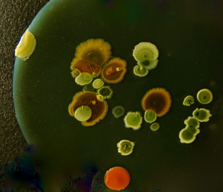 Why Pivot Bio’s Smart Bacteria is the Blueprint for Global Farming